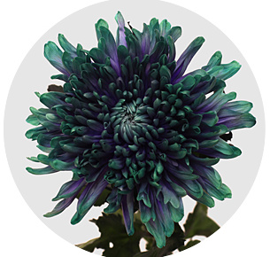 Хризантема одноголовая Антонов Ибица (Antonov Ibiza)