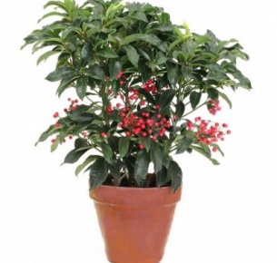 Ардизия (Ardisia Crenata)