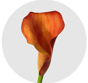 Калла мини Капитан Одеон (Captain Odeon)