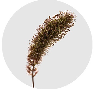 Сетария Ред джевел (Red Jewel)