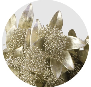 Скиммия крашеная платиновая (Metal Platinum)