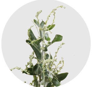 Мимоза Деннис Боден (Dennis Boden)