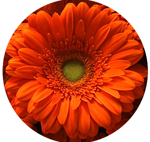 Гербера Пепталк (Peptalk)