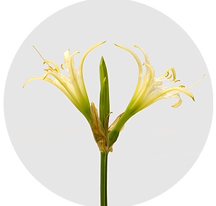 Нерине Цваненбург (Zwanenburg)