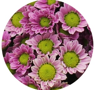 Хризантема кустовая Сантини Мадиба розовая (Santini Madiba pink)