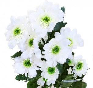 Хризантема кустовая Сантини Ява (Santini Java)