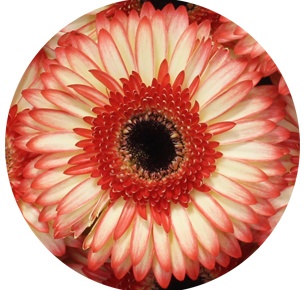 Гербера Сорбет (Sorbet)