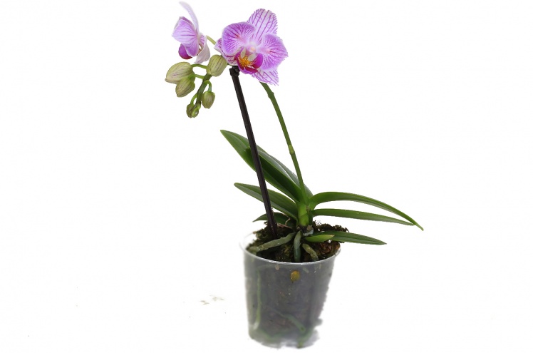 Орхидея Фаленопсис мини (Phalaenopsis mini) Орхидея Фаленопсис мини (Phalaenopsis mini)
