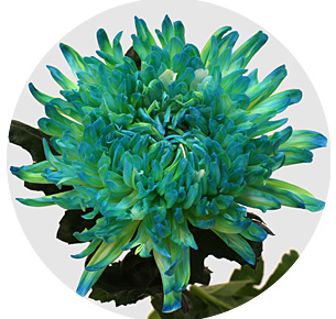 Хризантема одноголовая Антонов Дабл минт (Antonov Double Mint)