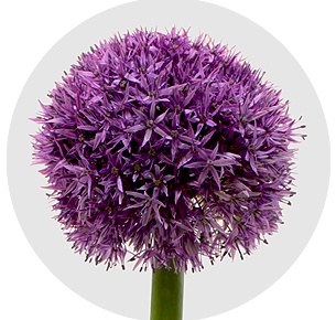 Аллиум синий (Giant Blue)