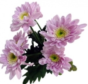 Хризантема кустовая Мона Лиза розовая (Mona Lisa pink)