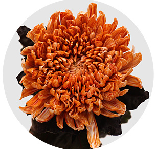 Хризантема одноголовая Антонов Рим (Antonov Roma)