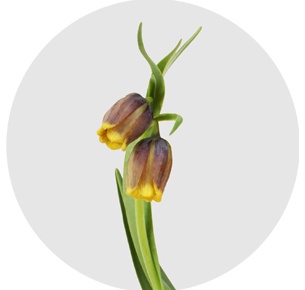 Фритиллярия мелеагрис жёлтая (Fritillaria meleagris yellow)