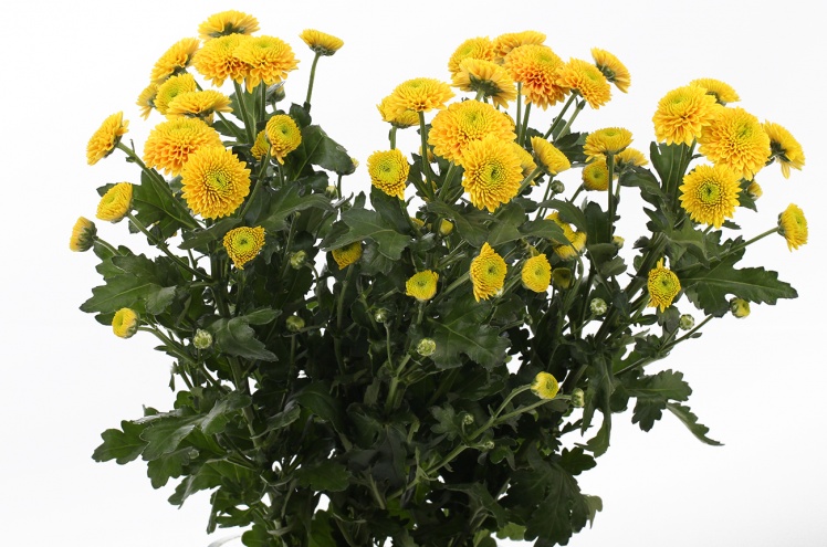 Хризантема кустовая Сантини Джени Оранж (Santini Jeany Orange) Хризантема кустовая Сантини Джени Оранж (Santini Jeany Orange)