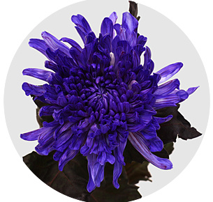 Хризантема одноголовая Антонов Экспрешн (Antonov Expression)