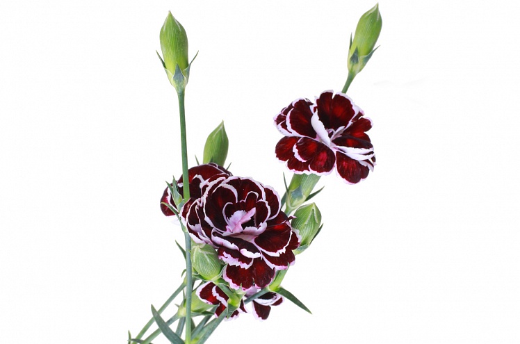 Гвоздика кустовая бело-бордовая