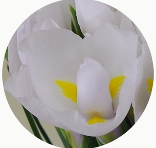 Ирис Касабланка (Casablanca)