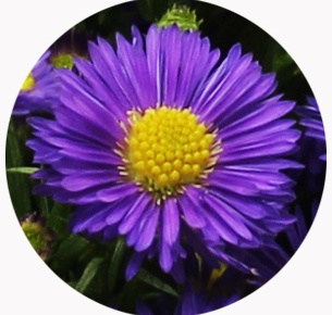 Астра кустарнковая Кашемир (Aster Casamare)