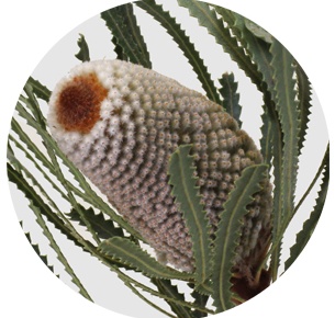 Банксия Хукериана (Banksia Hookeriana)