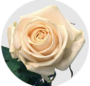 Роза Милена (Myllena) Роза Милена (Myllena)