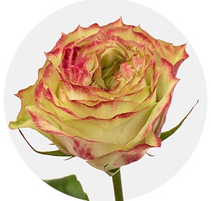 Роза Эппл Джек (Apple Jack)