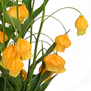 Сандерсония