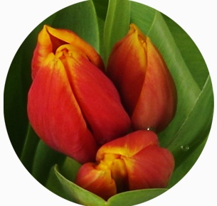 Тюльпан Кис Нелис (Kees Nelis)