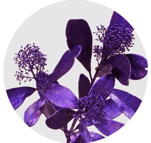 Скиммия крашеная фиолетовый металлик (Metal Purple)