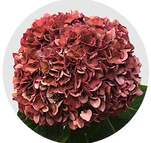 Гортензия Родео Классик (Rodeo Classic)