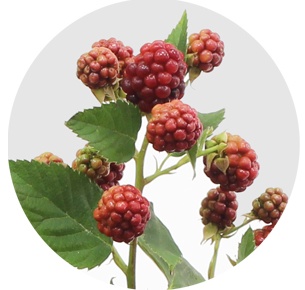 Рубус Честер (Rubus Chester)