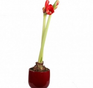 Амариллис (Amaryllis)