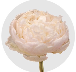 Пион Боул оф Крим (Bowl of Cream)