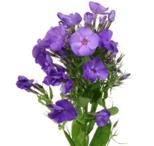 Флокс фиолетовый