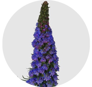 Эхиум (Echium)