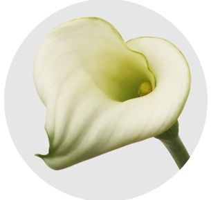 Калла мини белая 