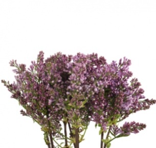 Сирень синяя