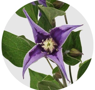 Клематис Эмаейинг Ром (Clematis Amazing Rome)