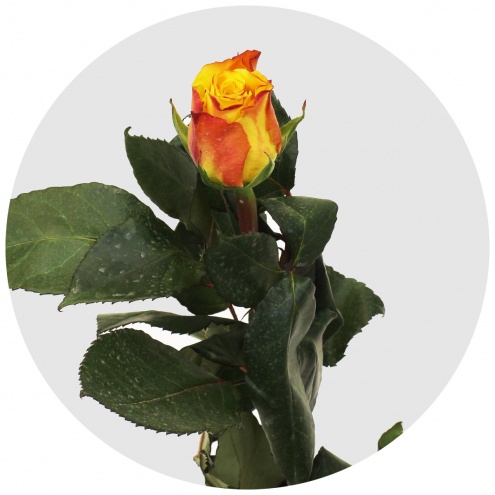 Роза Мари Клер (Marie Clair) Роза Мари Клер (Marie Clair)