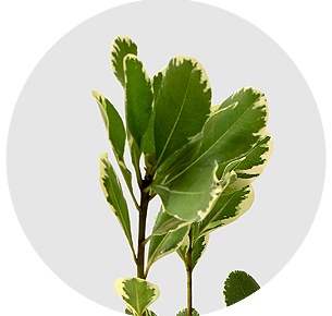 Питтоспорум Гроф бонт (Grof Bont)