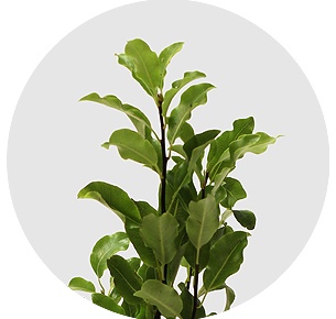 Питтоспорум Мини зелёный (Mini Green)