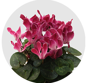 Цикламен (Cyclamen)