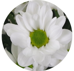 Хризантема кустовая Баккарди белая (Bacardi white)