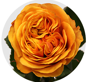 Роза Лиана Оранж (Liana Orange) Роза Лиана Оранж (Liana Orange)