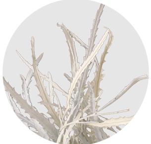Гревиллея крашеная белая (Grevillea paint white)