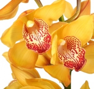 Орхидея Цимбидиум желтая