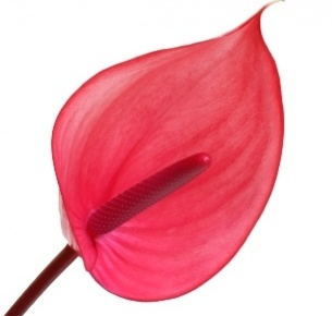 Антуриум Ксавия (Xavia)