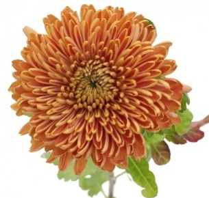 Хризантема одноголовая  Зодиак бронзовая (Zodiac Brons)