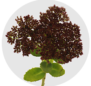 Седум Спектабиле (Sedum Spectabile)