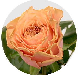 Роза Кантри спирит ромэнс (Country Spirit Romance)