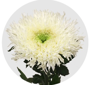 Хризантема одноголовая Этруско белая (Etrusko White)